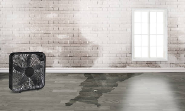 Best Professional water damage repair  in Woodbury, TN